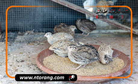 چگونه هزینه های پرورش بلدرچین را کاهش بدهیم؟